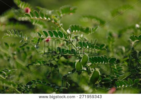 Fresh Green Chickpeas Field , Chick Peas Also Known As Harbara Or Harbhara In Hindi And Cicer Is Sci