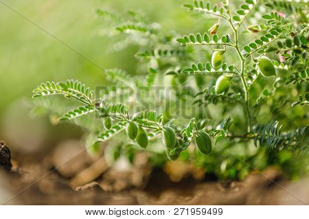 Fresh Green Chickpeas Field , Chick Peas Also Known As Harbara Or Harbhara In Hindi And Cicer Is Sci