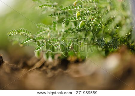 Fresh Green Chickpeas Field , Chick Peas Also Known As Harbara Or Harbhara In Hindi And Cicer Is Sci