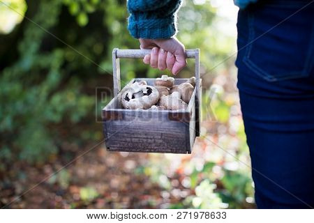 Close Up Of Woman Holding Wooden Baket Of Freshly Picked Wild Mushrooms