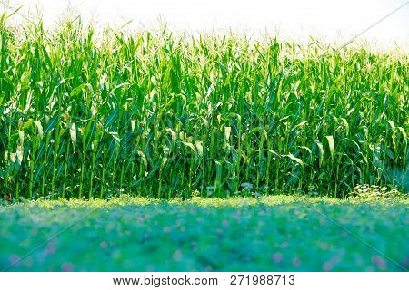 Fresh Jowar Grain Field, Croping In India