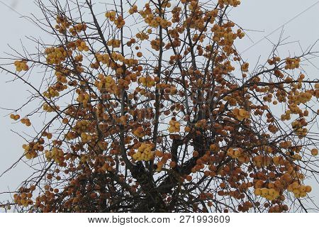 Little Yellow Sweet Apples Hang On Apple Tree In Winter Garden Covered Shine Snow
