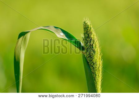 Fresh Jowar Grain Field  Cultivating In India