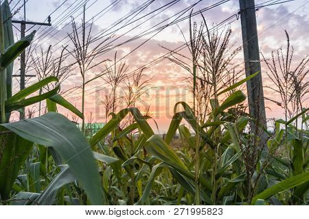 The Corn Field Was Planted On The Side Of The Road, The Corn Field Under The Electric Pole.