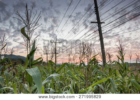 The Corn Field Was Planted On The Side Of The Road, The Corn Field Under The Electric Pole.