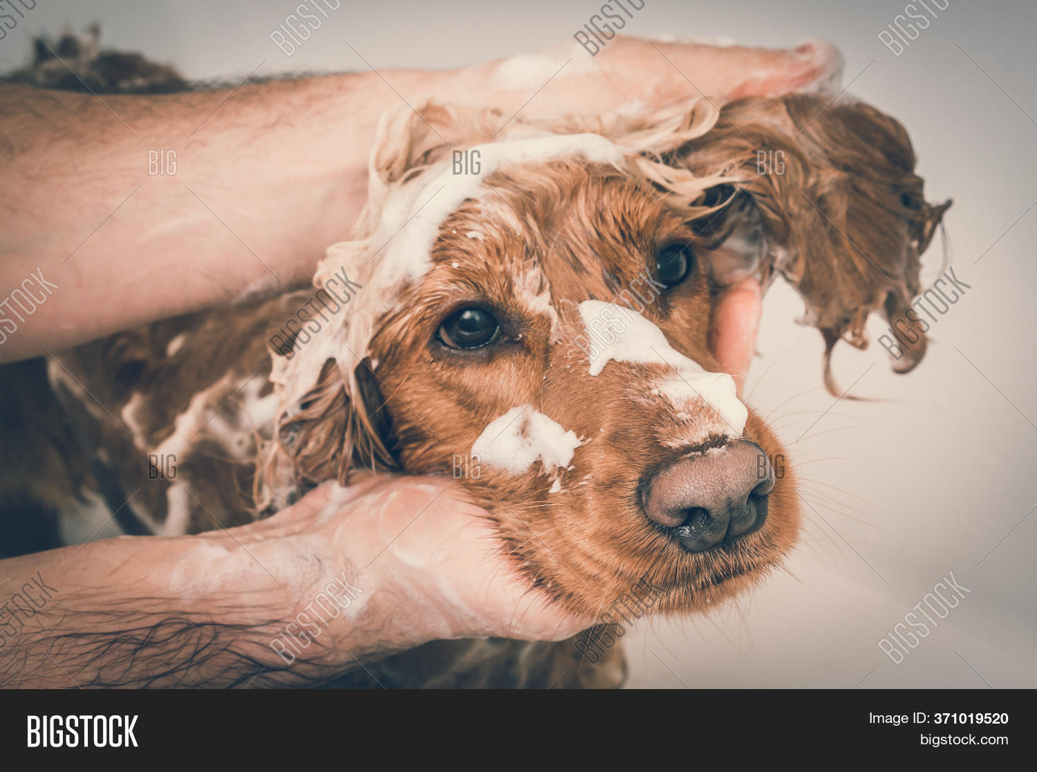 cocker spaniel shampoo