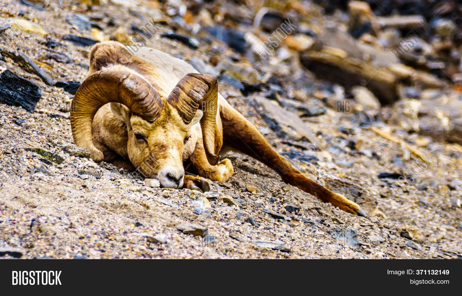 Bighorn Sheep Laying Image & Photo (Free Trial) Bigstock