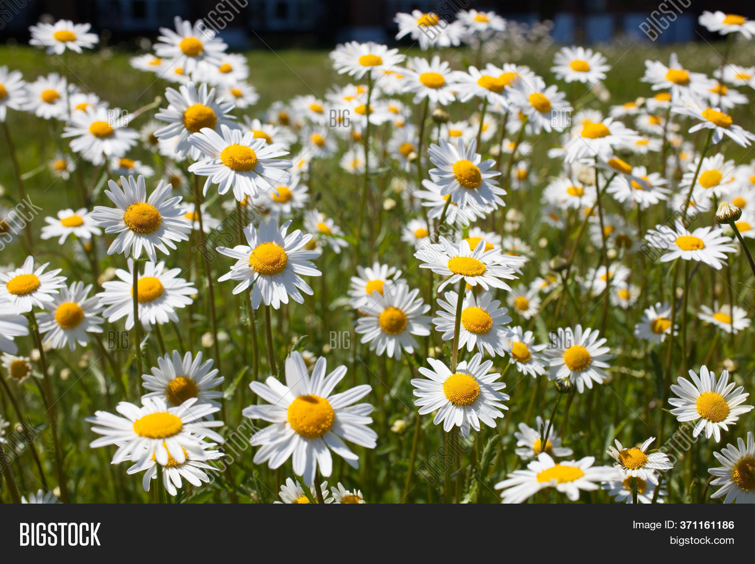 Oxeye Daisies Growing Image & Photo (Free Trial) Bigstock