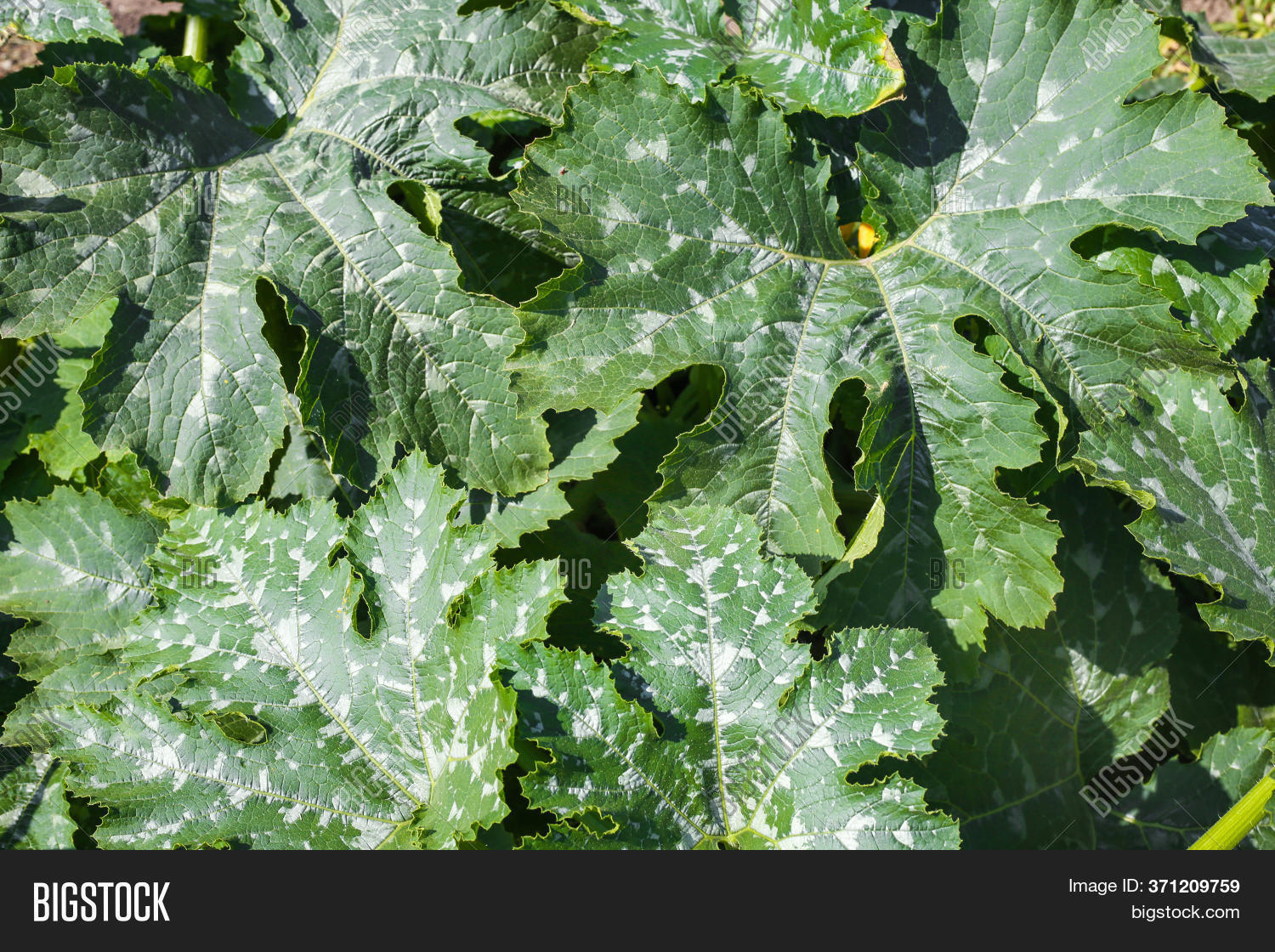 Green Zucchini Plant Image & Photo (Free Trial) Bigstock
