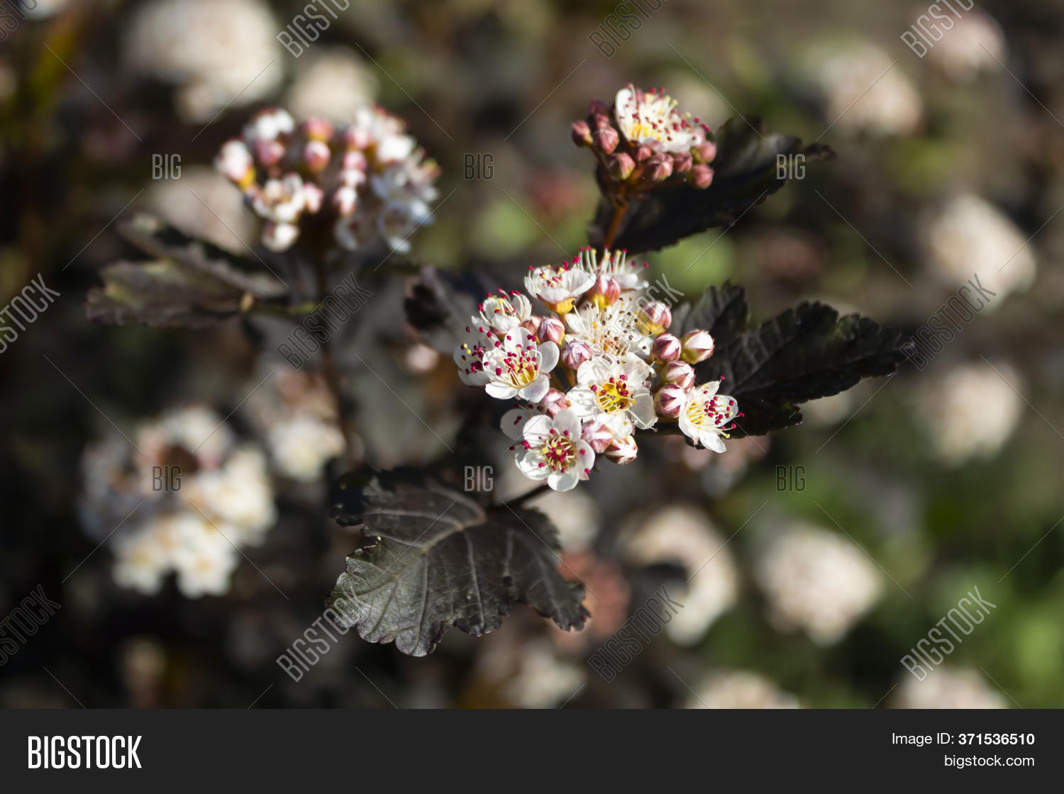 Decorative Shrubbery Image & Photo (Free Trial) | Bigstock