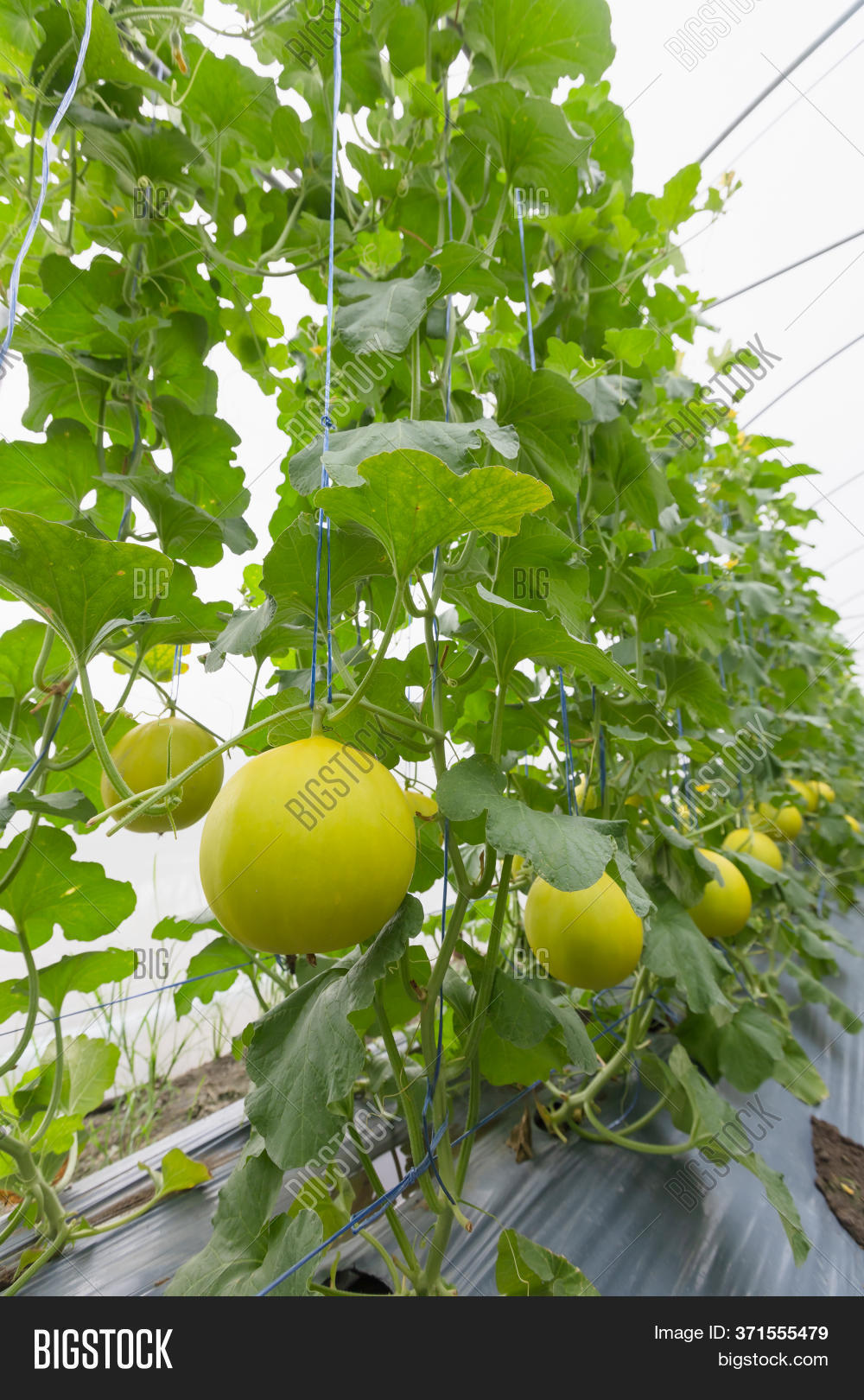 Melon Balls That Grown Image & Photo (Free Trial) Bigstock