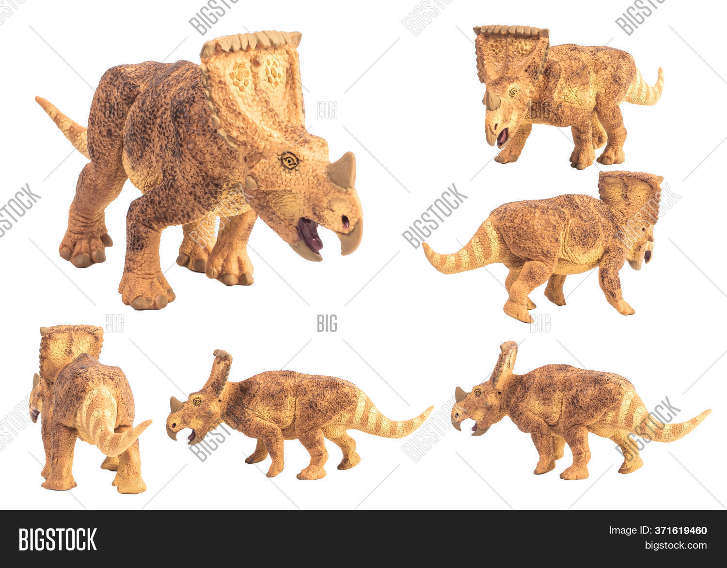Vagaceratops Image & Photo (Free Trial) Bigstock