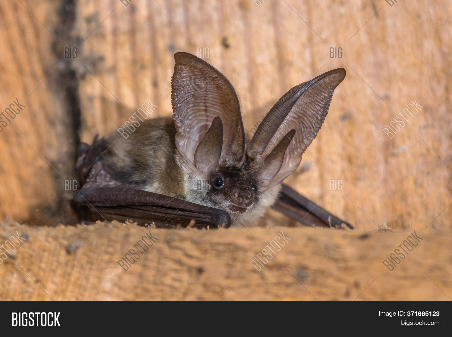 Grey Longeared Bat ( Image & Photo (Free Trial) Bigstock