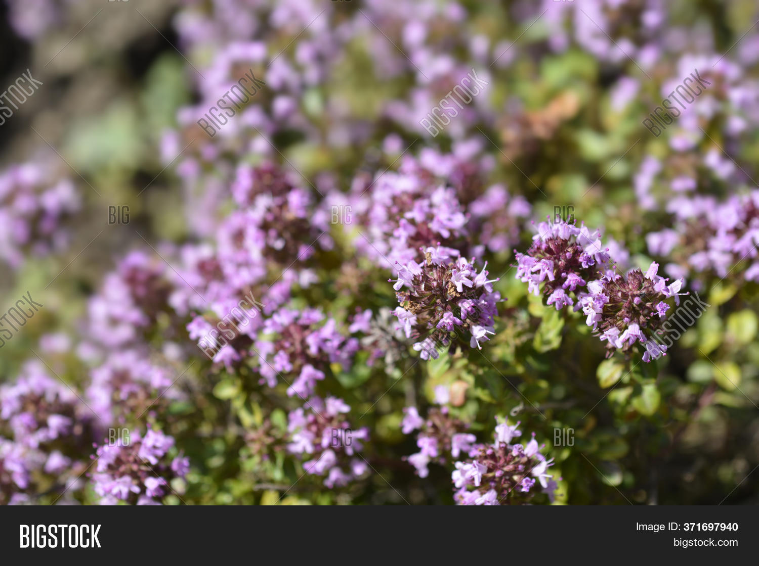 Larger Wild Thyme Image & Photo (Free Trial) Bigstock