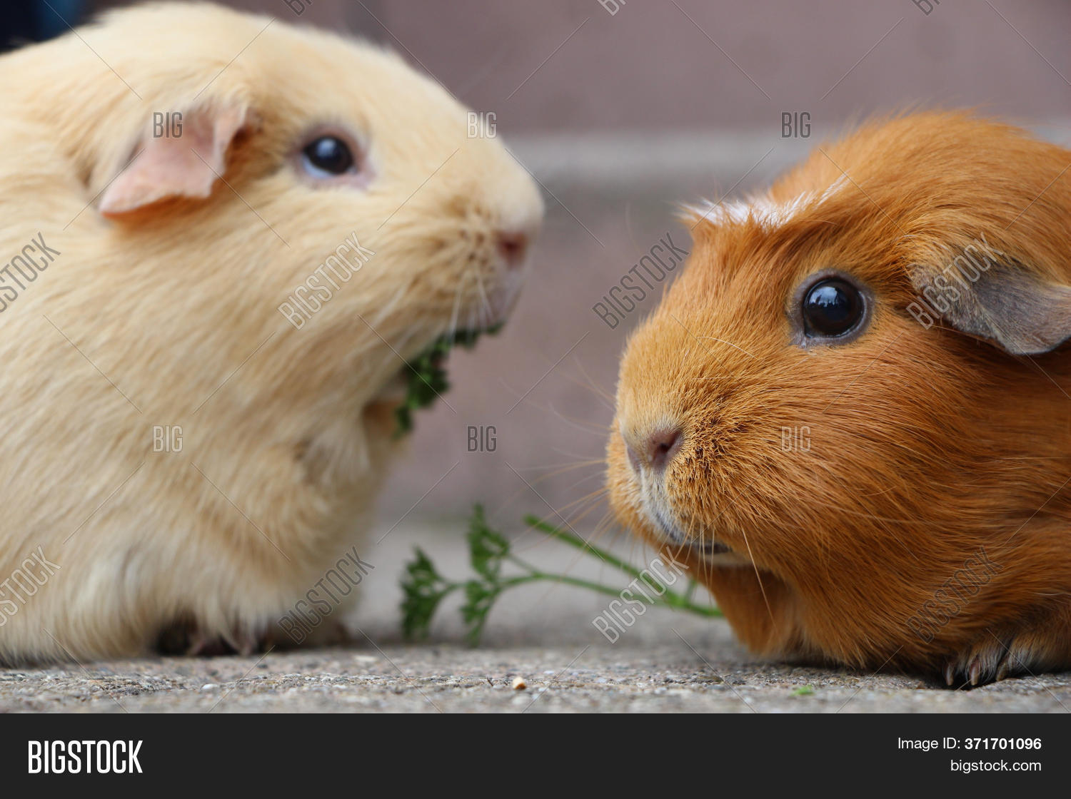 Cute Guinea Pigs Close Image & Photo (Free Trial) Bigstock
