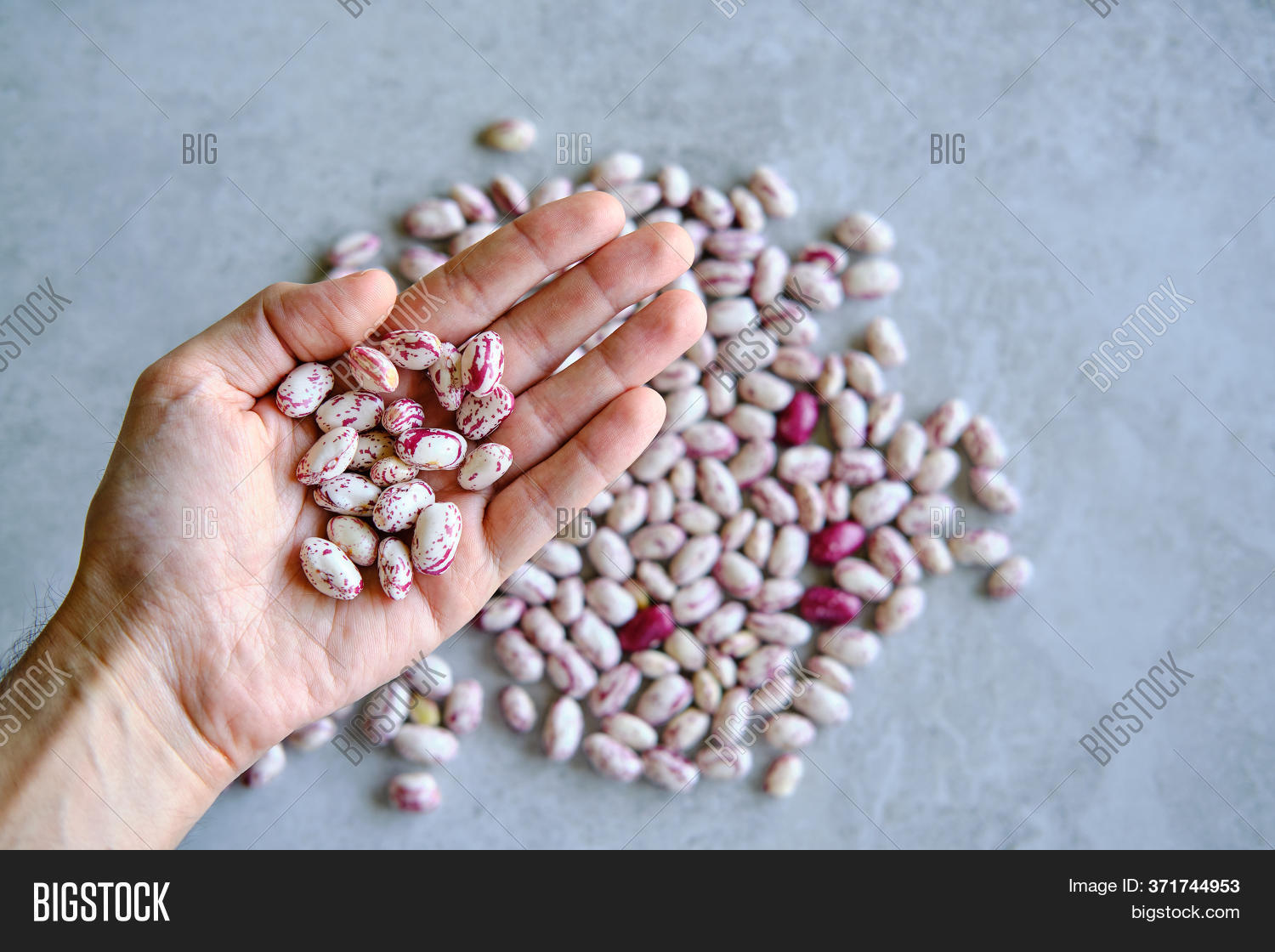 Harvested Pinto Beans Image & Photo (Free Trial) Bigstock
