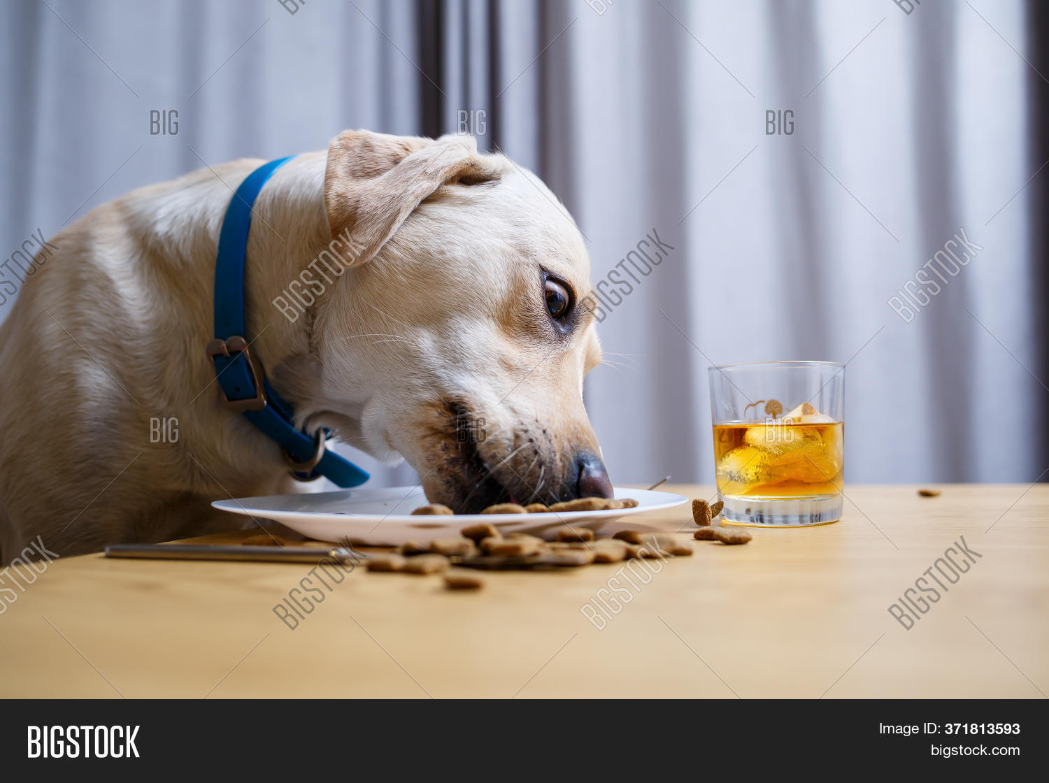 Cute Dog Eats Food Image & Photo (Free Trial) Bigstock