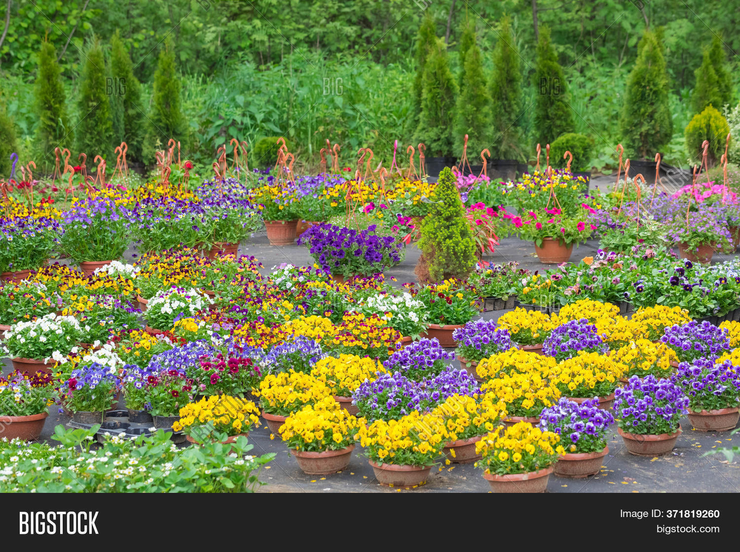 Garden Centre. Flowers Image & Photo (Free Trial) Bigstock