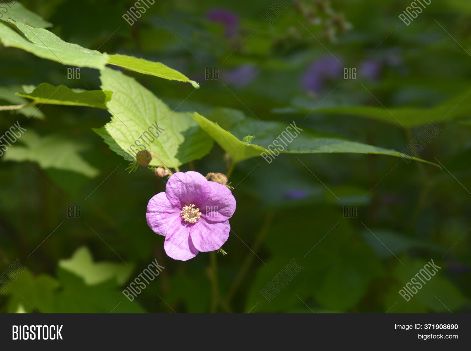 Flowering Raspberry Image & Photo (Free Trial) | Bigstock