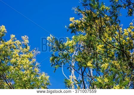 The Branch Of A Mimosa Tree With Flowers, Sunny