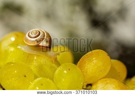 Close-up Of A Small Snail Crawling Over Grapes Quiche Mish.