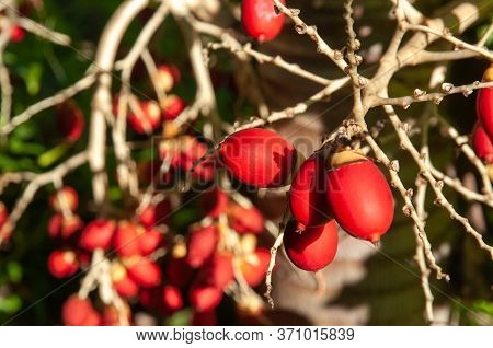 Tropical Red Dates Fruits Of Manila Palm (adonidia Merrillii)