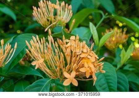 A Beautiful Colourful Tropical Flower Jungle Flame (ixora Coccinea) A Member Of Madder Family Family