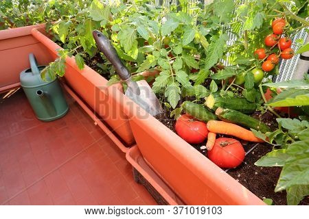 Sustainable Agriculture In The Urban Garden Made Of Large Pots On The Terrace Of The Condominium In 