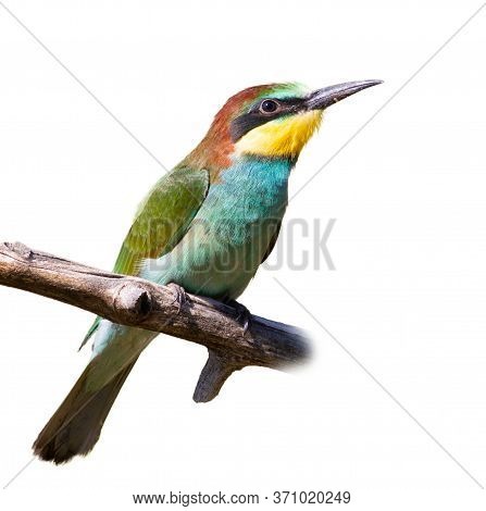 European Bee-eater, Merops Apiaster. A Young Bird Sits On A Branch, Isolated. White Background. For 