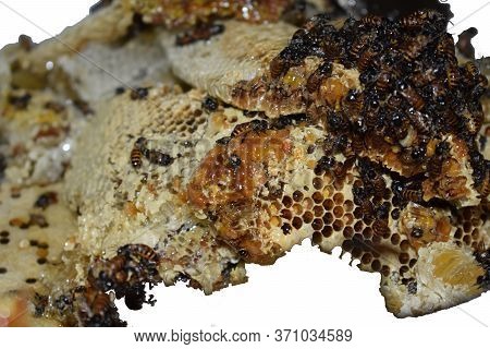 Honeycomb With Honeybee Contain Their Larvae And Stores Of Honey And Pollen