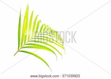 Green Leaves Of Palm Tree Isolated On White Background.african Oil Palm Leaf (elaeis Guineensis)