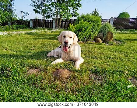 Golden Retriever Lays On A Green Lawn Near A Wooden Brown Lawn In Summer