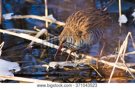 Water Rail, Rallus Aquaticus. In The Winter Morning, The Bird Emerged From The Reeds, Walks Along Th