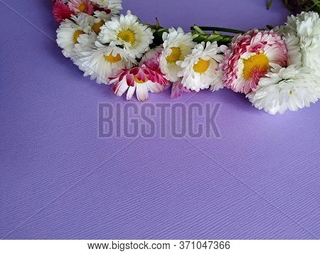 Wreath Of Daisies On A Lilac Background. Selective Focus