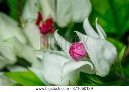 A Macro Shot Of A Royale Red White Flower With Leaves. Also Called White Bleeding Heart Or Glory Bow