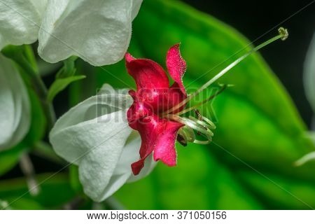 A Macro Shot Of A Royale Red White Flower With Leaves. Also Called White Bleeding Heart Or Glory Bow