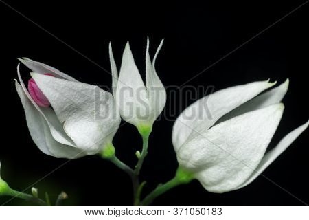 A Macro Shot Of A Royale Red White Flower In A Dark Background. Also Called White Bleeding Heart Or 