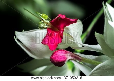 A Macro Shot Of A Royale Red White Flower In A Dark Background. Also Called White Bleeding Heart Or 