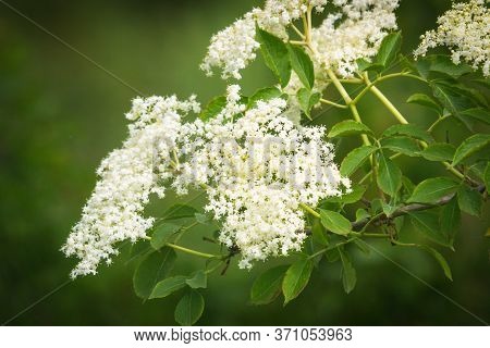 Close-up Photo Of A Elderflower In Spring Season
