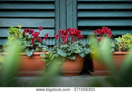 Green Cyclamen Flowers On The Shutter Window In The Medieval Village Of Ripafratta With The Fortress