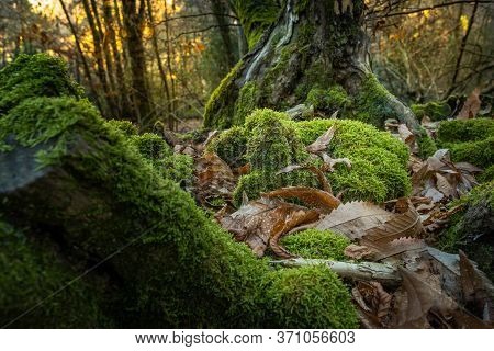 Moss And Chestnuts During Trekking In The Medieval Village Of Ripafratta With The Fortress Of San Pa