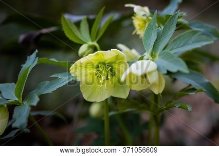 Hellebore Flower, Winter Poinsettia Near The Medieval Village Of Ripafratta With The Fortress Of San