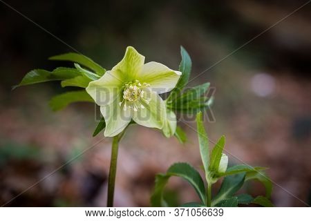 Hellebore Flower, Winter Poinsettia Near The Medieval Village Of Ripafratta With The Fortress Of San