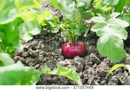 Red Ripe Radish Groing In The Soil