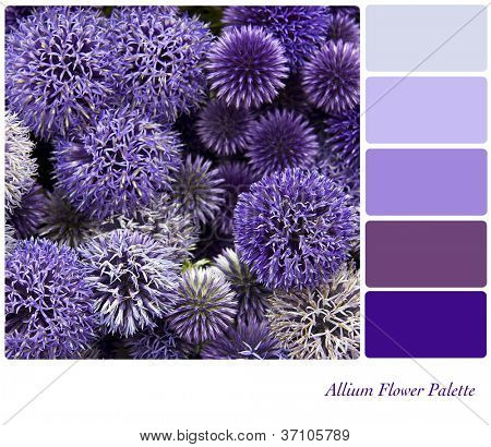 Allium blomst baggrund farve palette med gratis farveprøver.