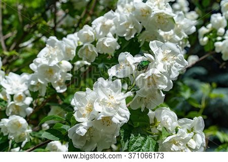 Blooming Jasmine Bush With May Beetle.blooming Jasmine Bush With May Beetle