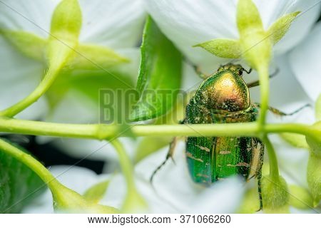 Cetoniinae Sits On A Jasmine Flower.cetoniinae Sits On A Jasmine Flower