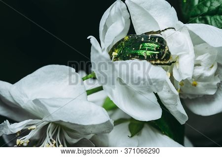 Cetoniinae Sits On A Jasmine Flower.cetoniinae Sits On A Jasmine Flower