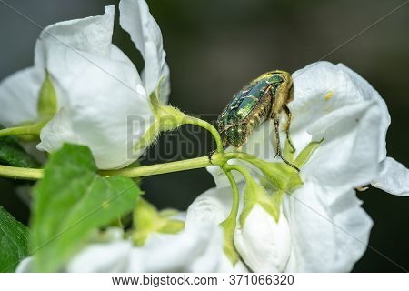 Cetoniinae Sits On A Jasmine Flower.cetoniinae Sits On A Jasmine Flower