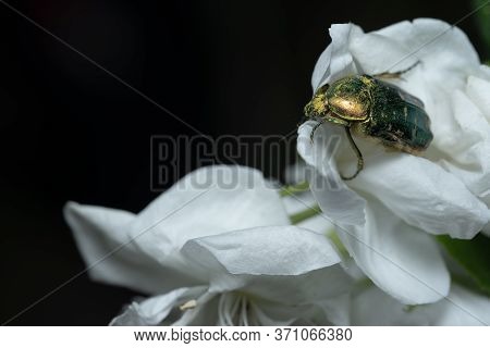 Cetoniinae Sits On A Flower On A Blurred Background